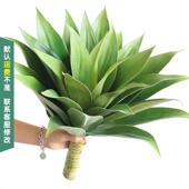 源头厂家真龙舌兰沙生植物造景橱窗景观仿真绿植假植物