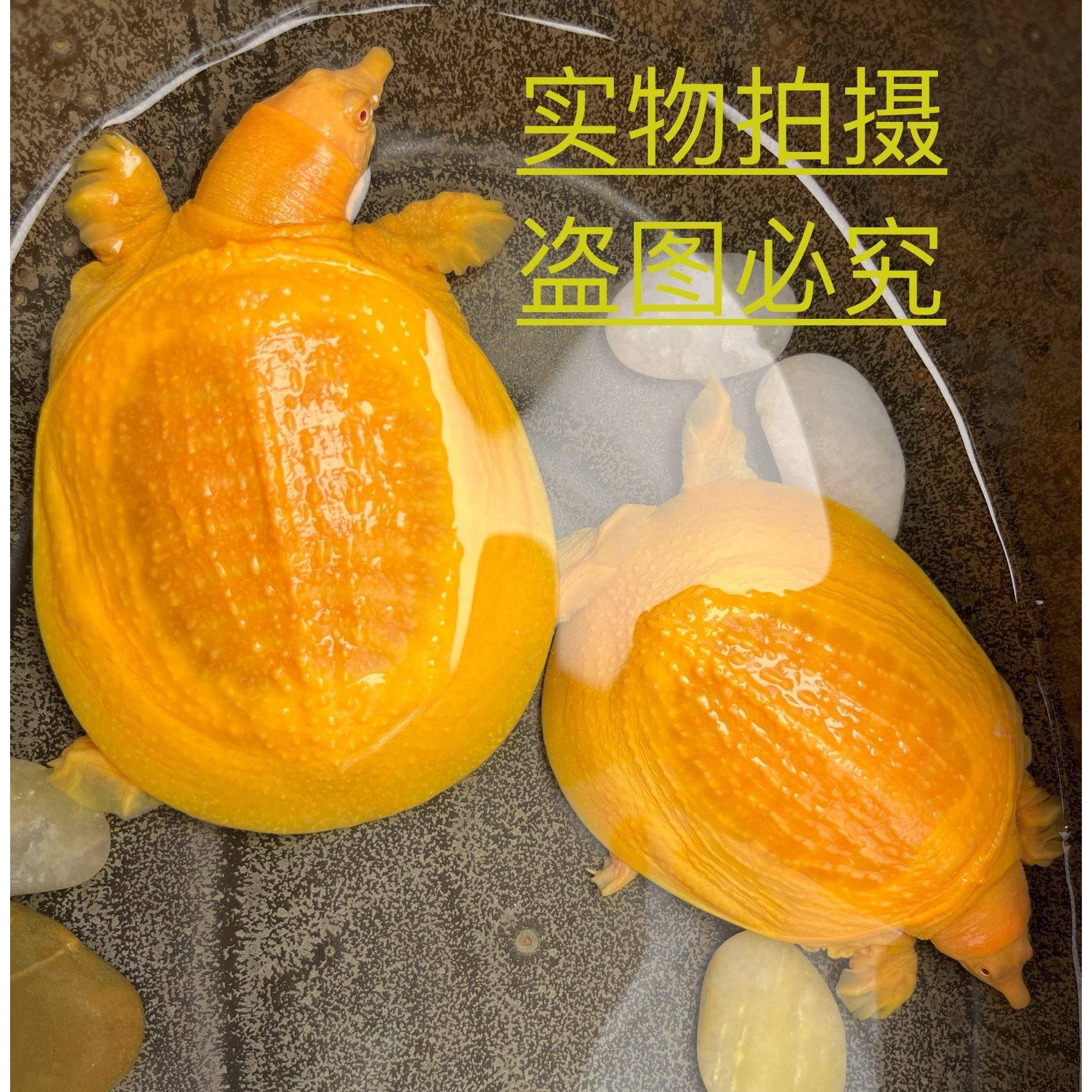 冷水养殖观赏甲鱼宠物鱼鳖混养黄金甲鱼黄金鳖金黄色甲鱼冷水龟宠