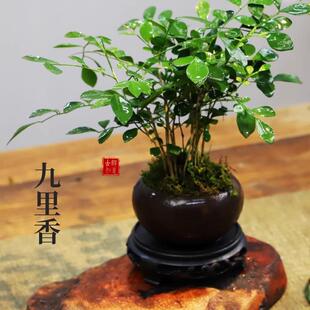 九里香盆栽室内办公桌面浓香四季开花常青绿植客厅花卉好养活盆景