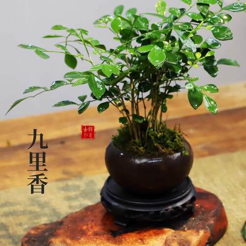 九里香盆栽室内办公桌面浓香四季开花常青绿植客厅花卉好养活盆景