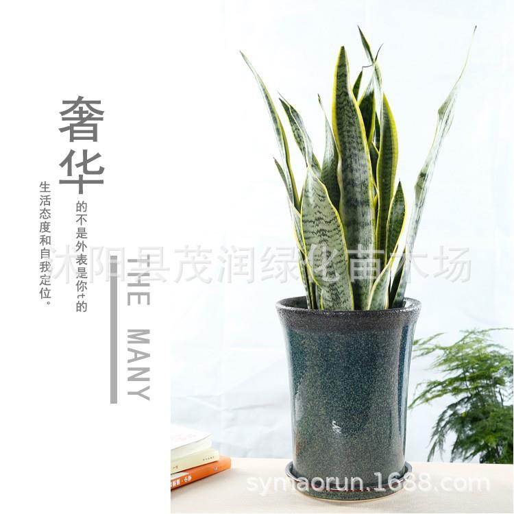 陶瓷花盆大号室内绿植物盆栽凤尾竹用简约陶瓷盆景盆带陶瓷托盘