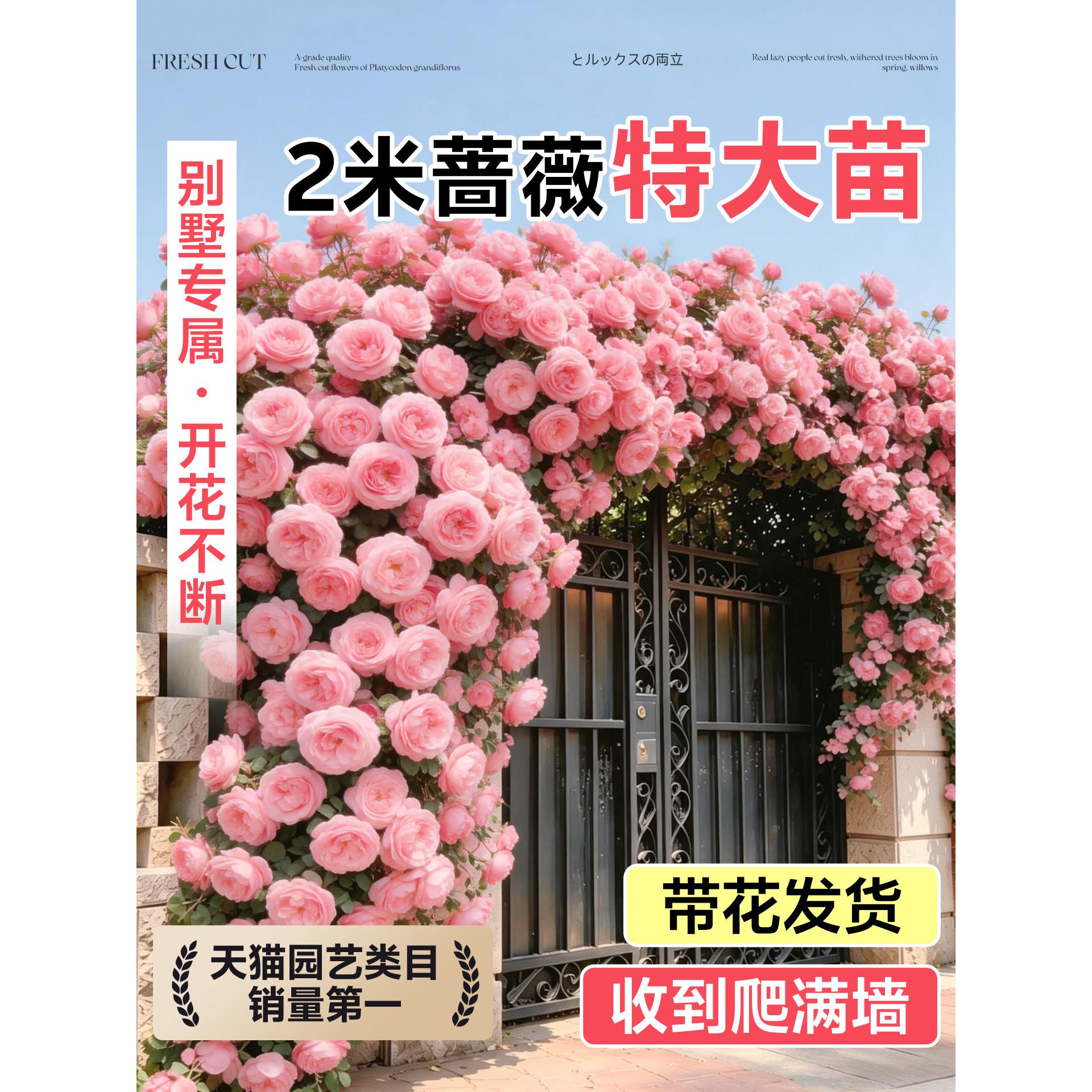 2米蔷薇花苗爬藤四季开花老桩庭院爬墙藤本月季花卉盆栽玫瑰开花
