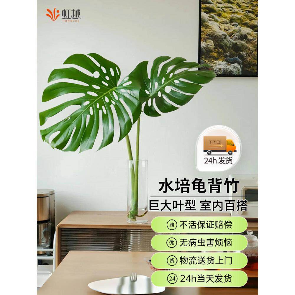 虹越龟背竹水培室内植物好养客厅办公室桌面水养懒人好养大叶老桩