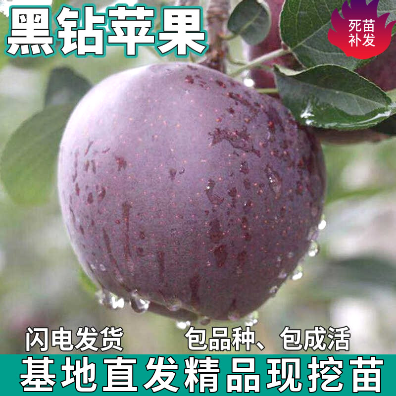 黑钻苹果树苗南北方庭院