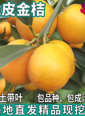 脆皮金桔树苗南北方庭院