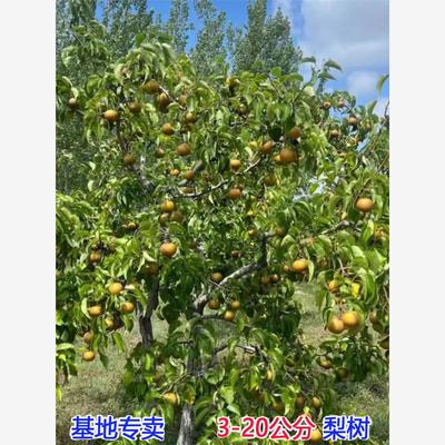 嫁接丰水梨树活苗秋月香