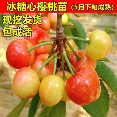 冰糖心樱桃树苗车厘子苗