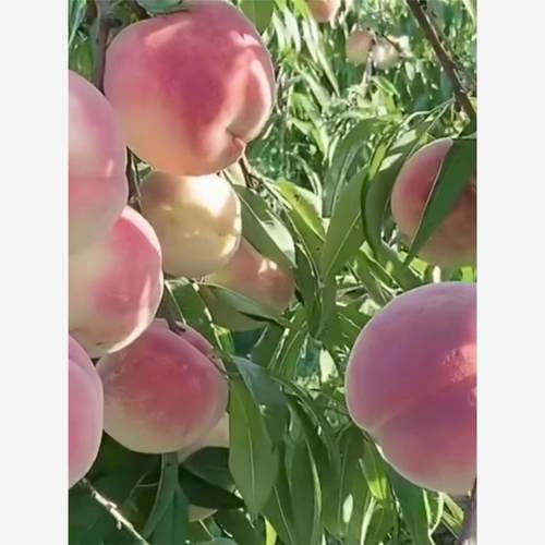 水蜜桃树苗嫁接黄庭院当