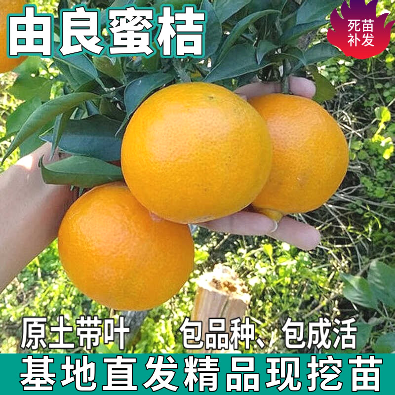 由良蜜桔树苗南北方地栽盆栽嫁接薄皮无籽蜜橘桔子果树苗当年结果