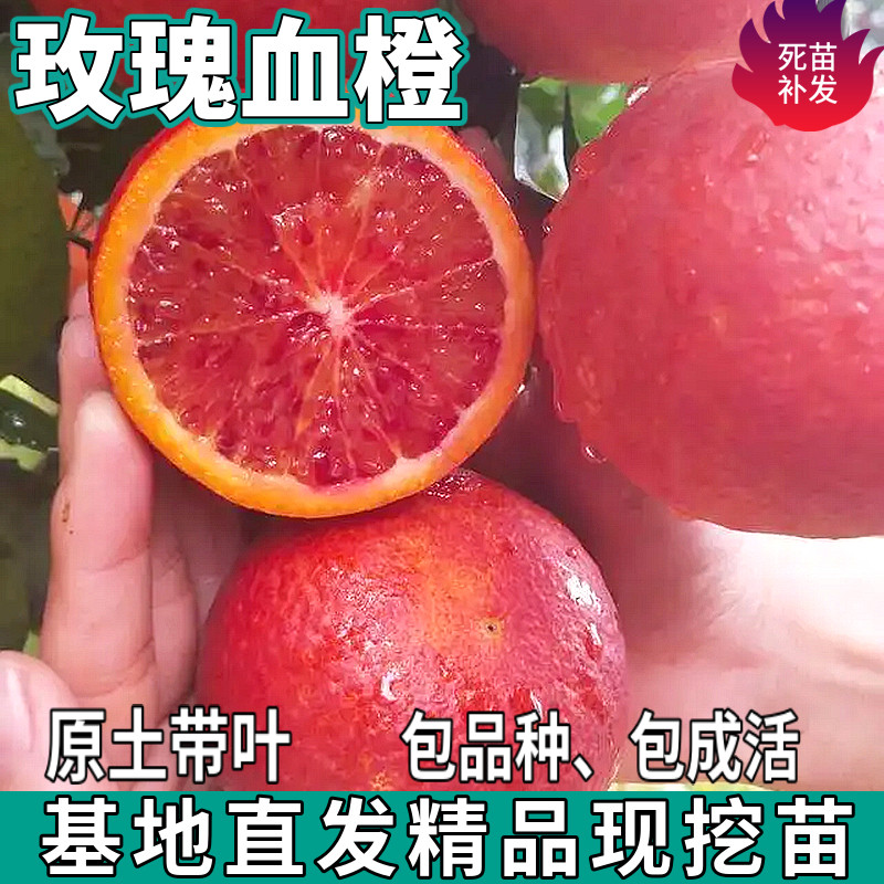 玫瑰血橙树苗南北方庭院盆栽地栽种植嫁接甜橙子特大果苗当年结果