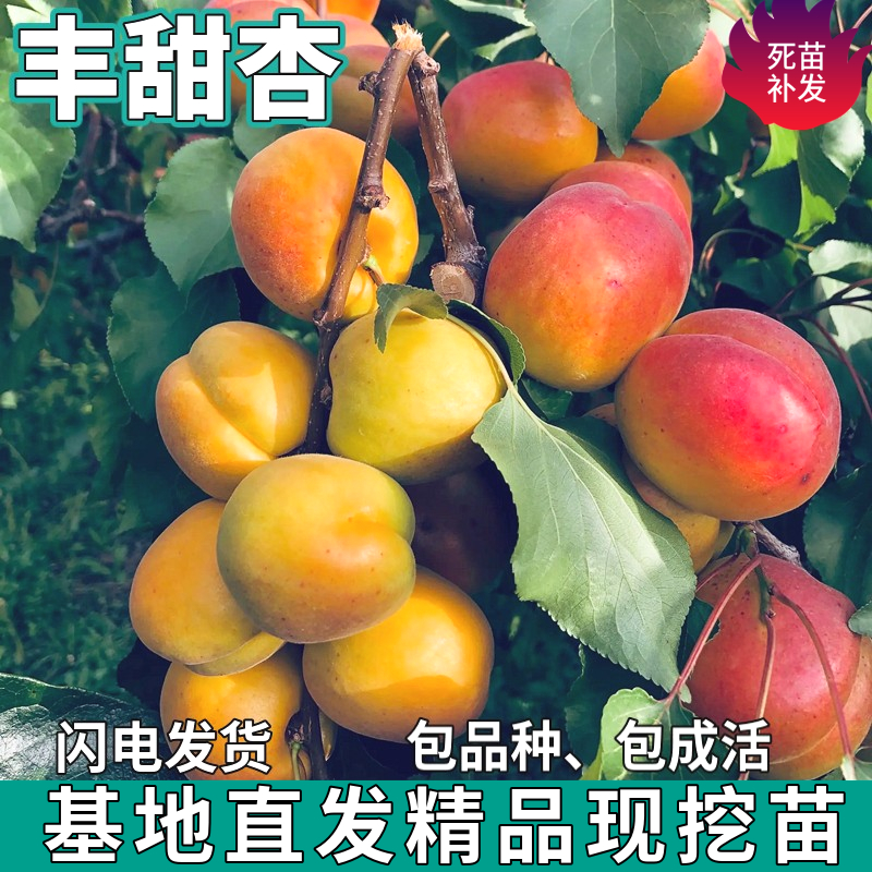 丰甜杏树苗南北方地栽四