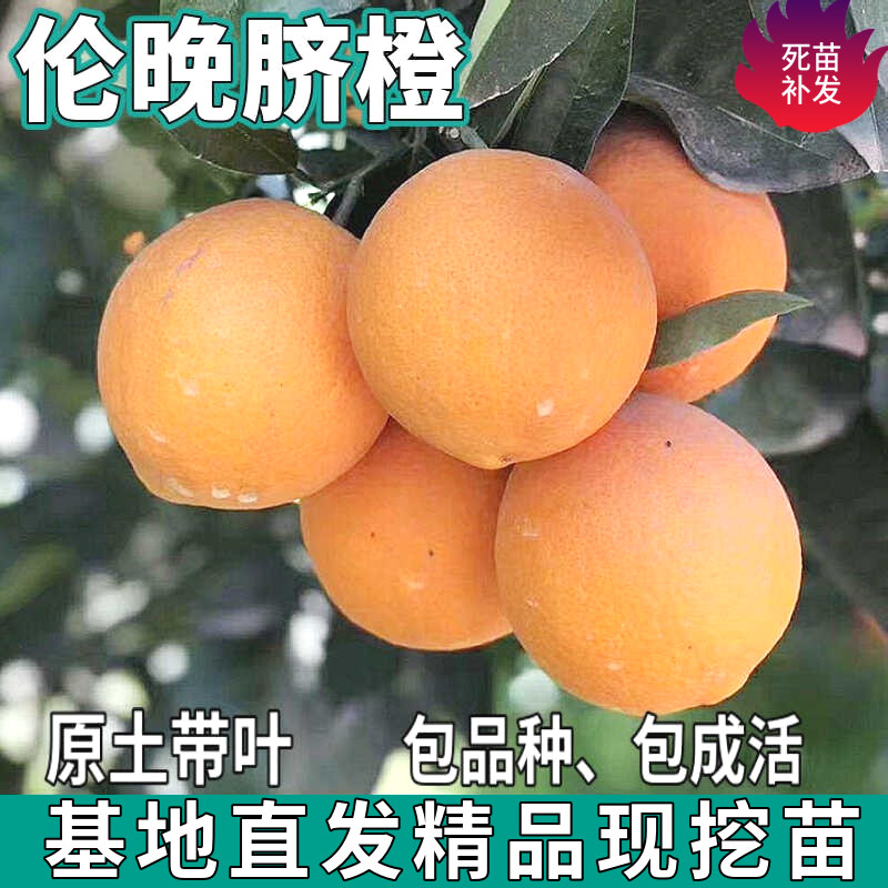伦晚脐橙树苗南北方庭院图片