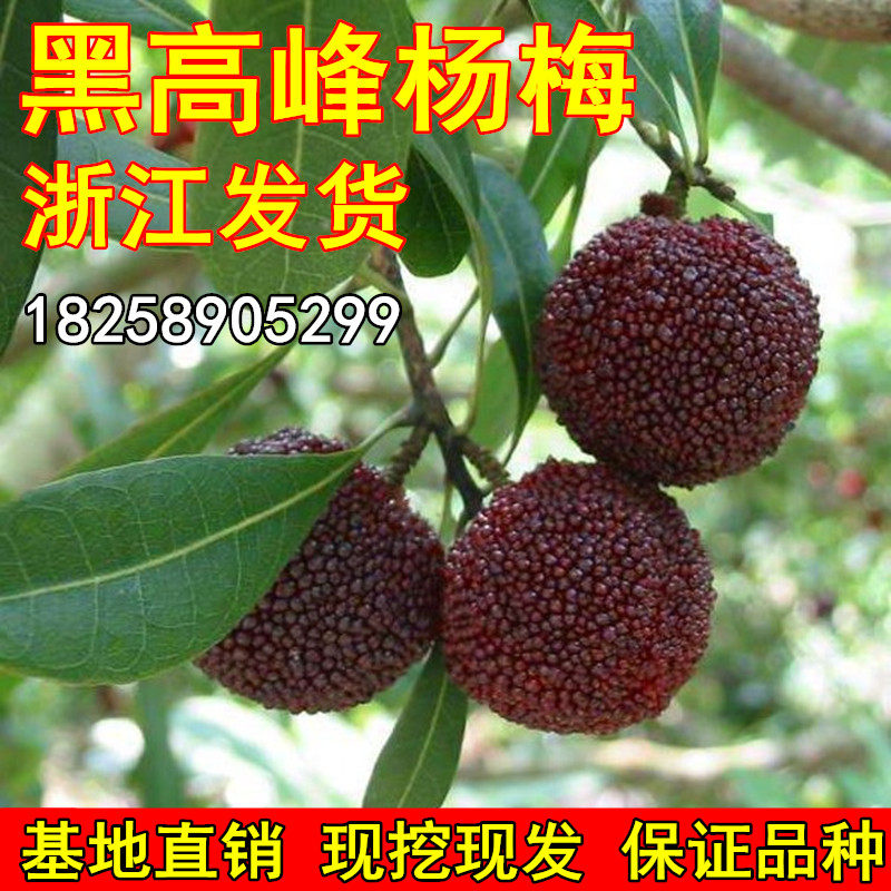 台湾黑高峰杨梅苗 东魁杨梅早熟杨梅 嫁接大果黑杨梅树苗当年结果