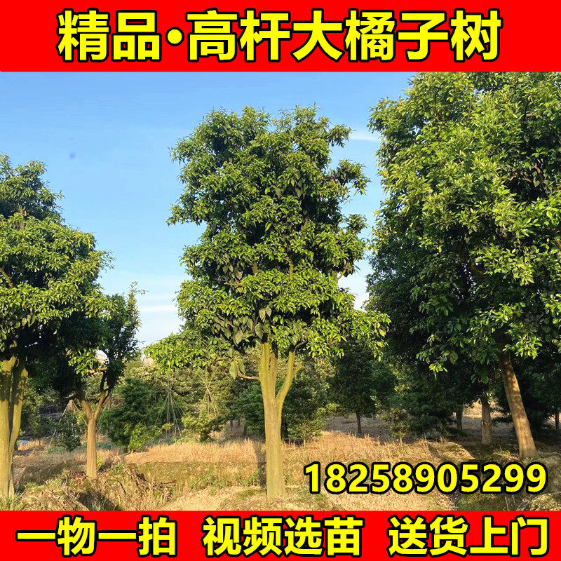 庭院高杆特大橘子树苗柚子树沃柑大树脐橙大树葡萄柚大树当年结果