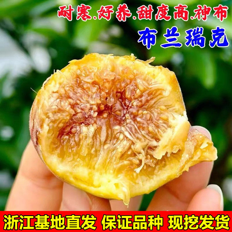 耐寒无花果树苗盆栽阳台地栽特大糖心布兰瑞克无花果苗南北方种植