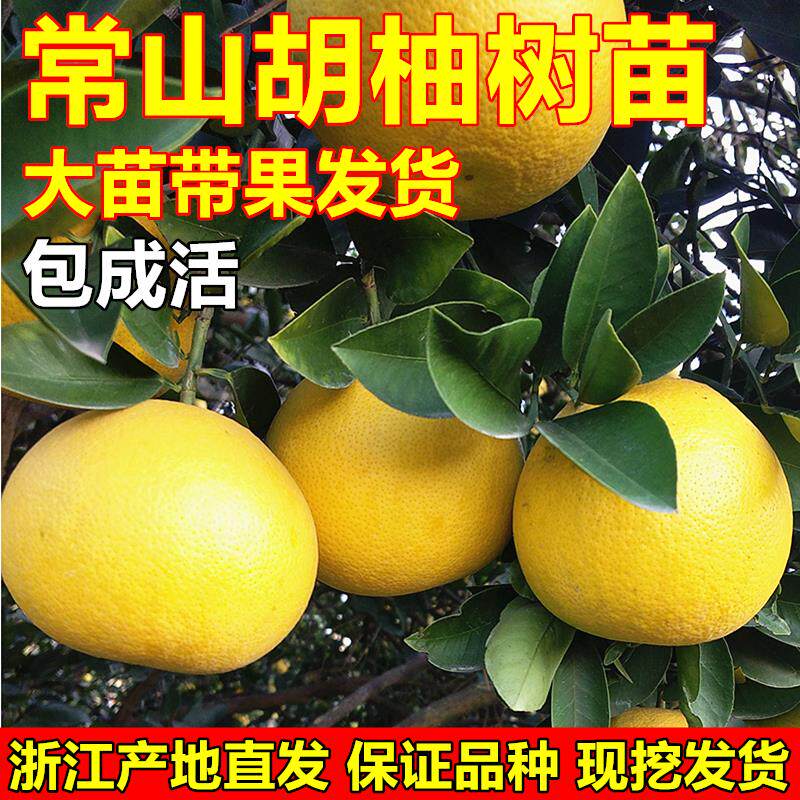 常山胡柚树苗胡柚苗嫁接柚子树苗蜜柚苗柚子苗南北方种植当年结果