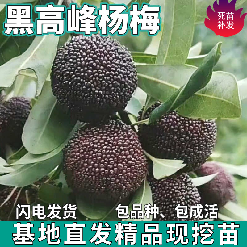 台湾黑高峰杨梅苗树地栽南北方盆栽种植苗嫁接特大果树苗当年结果