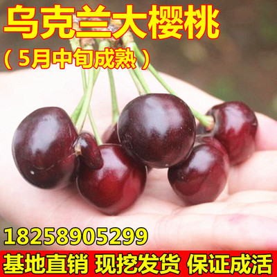 樱桃树苗嫁接乌克兰大南