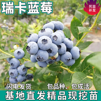 瑞卡蓝莓果树苗庭院地栽