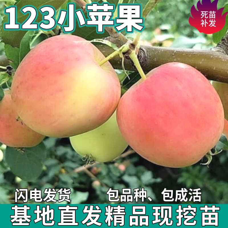 123小苹果树苗南北方庭院