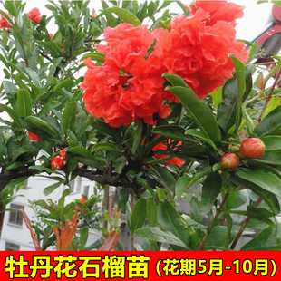 四季观赏盆栽重瓣花石榴树苗 牡丹花石榴苗 日本翠叶月季石榴花苗