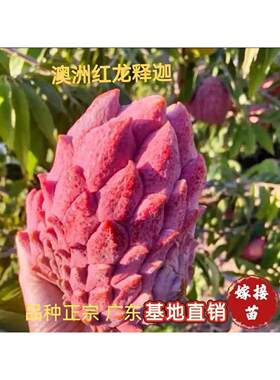 释迦果树苗澳洲红龙黄龙释迦苗泰国大目释迦苗榴莲释迦苗盆栽地栽