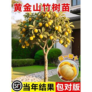 黄金山竹树苗带果岭南无籽山竹树苗嫁接水果树果苗南北方耐寒四季