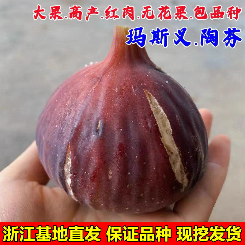 大玛无花果树苗盆栽地栽高产特大玛斯义陶芬无花果苗南方北方种植