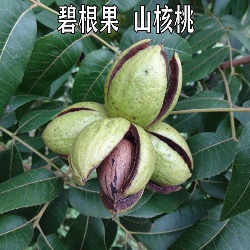新品种薄壳核桃嫁接苗碧根果苗美国山核桃树苗南北方种植当年结果