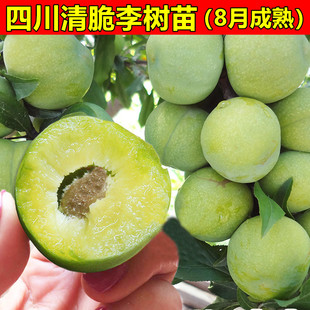 四川清脆李树苗 脱骨李苗 空心李子苗脆红李树苗晚熟李子树苗包邮