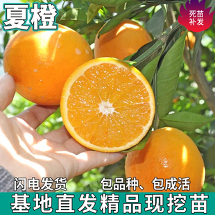 夏橙苗树南北方庭院盆栽地栽种植嫁接香甜橙子特大果树苗当年结果