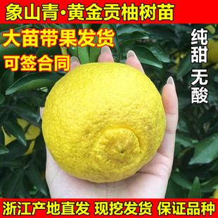 春香桔柚树苗 黄金贡柚苗 兼有桔和柚的香气 柑橘树苗 象山青树苗