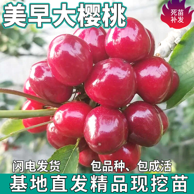 美早大樱桃树苗南北方地