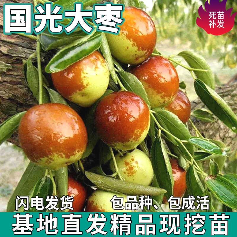 国光大枣苗树南北方庭院地栽特大果盆栽嫁接甜脆枣子树苗当年结果