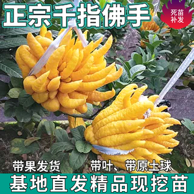千指佛手树盆栽柑带果庭