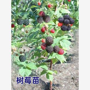 树莓苗双季覆盆子果树苗盆栽地栽南方北方种植当年结果红黄黑庭院