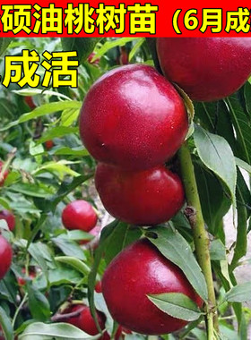 油桃树苗特大淡季油桃苗蜜硕油桃苗蜜硕桃树苗南方北方种植果树苗