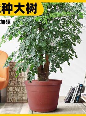 高桶红色加高大花盆特大号加厚超码种果树庭院家用处理