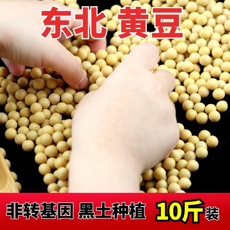 2024新东北新豆腐豆东北黄豆10斤农家自种大豆打豆浆豆芽