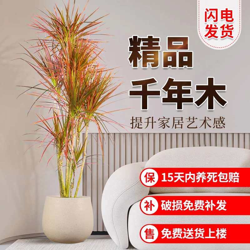 千年木客厅绿植落地式室内大盆栽真花七彩铁大型植物好养活龙血树