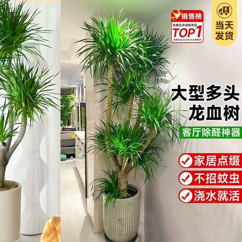基地多头龙须龙血树盆栽草室内仿真植物客厅落地绿植盆栽一件