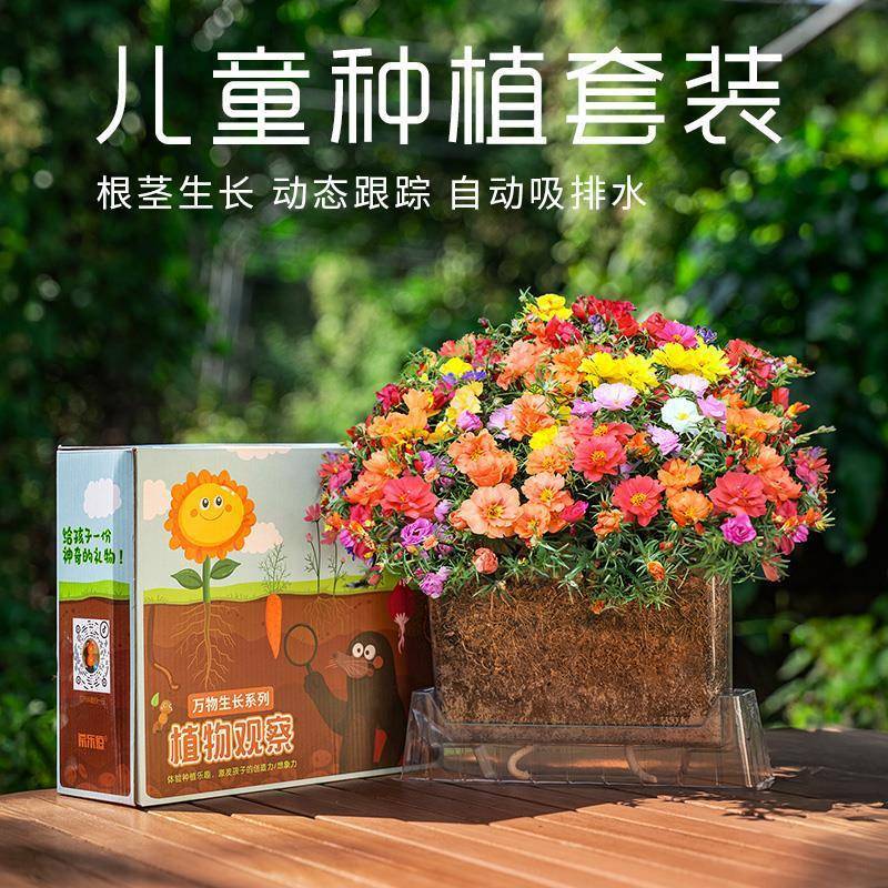 幼儿园儿童种植盆栽重瓣凤仙花种籽子四季播种开花不断向日葵种孑