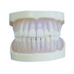 全口透明软胶标准模型 型号：YJ/B10027，牙齿模型