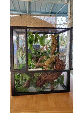 出口网箱一批大约700个 适合实体店 繁殖自用 R属守宫46*30*51cm