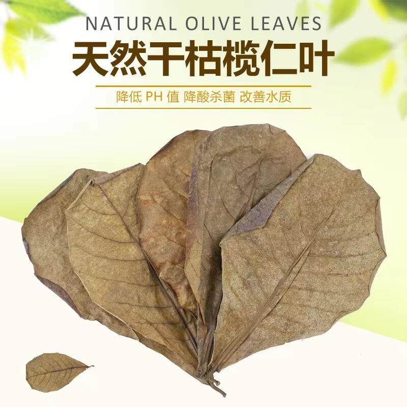 天然干榄仁叶鱼缸造景装饰黄水专用降酸降低PH值懒人叶橄榄叶改善