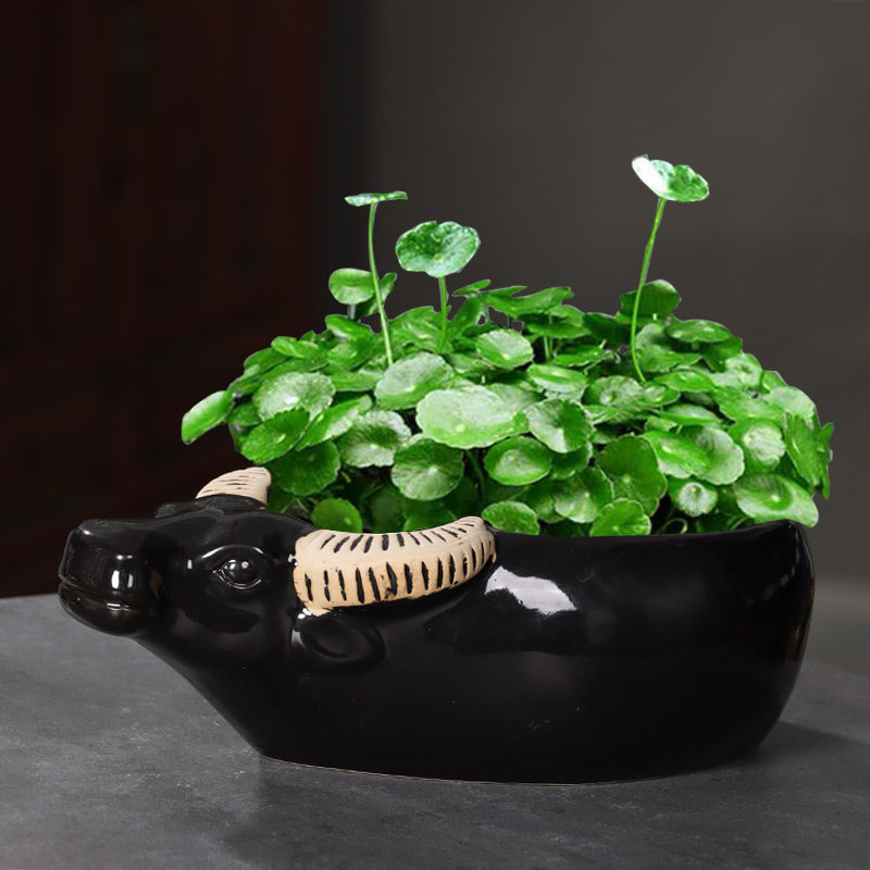 水仙花花盆陶瓷铜钱草水培睡莲一叶莲碗莲金钱草水养专用盆缸无孔