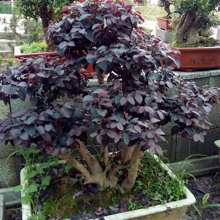 红花继木桩景观树庭院绿化价优