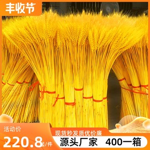 天然金色麦穗开业大麦DIY干花鲜花插花客厅装饰摆件拍照道具花束