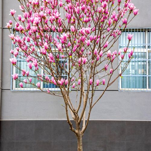 带花苞嫁接紫玉兰树苗娇红玉兰花苗盆栽庭院地栽植物耐寒浓香花卉