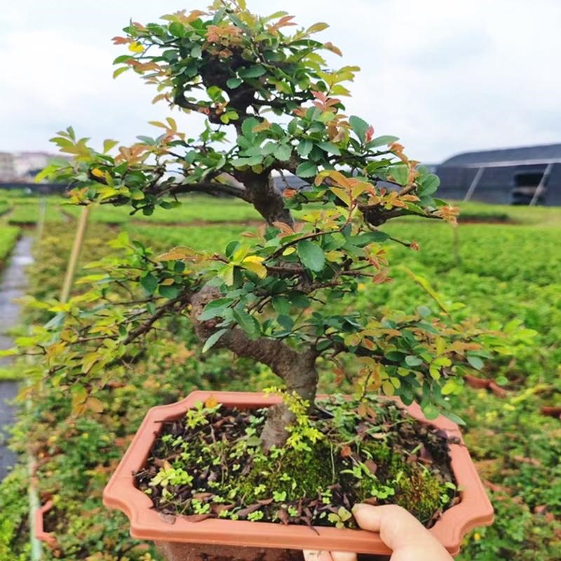 小叶榆树造型老桩盆景矮霸榔榆植物室内客厅办公室绿植阳台庭院